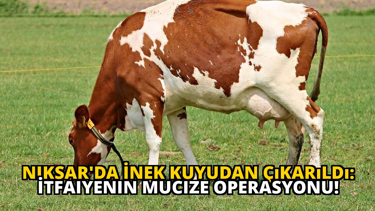 Niksar'da İnek Kuyudan Çıkarıldı: İtfaiyenin Mucize Operasyonu!