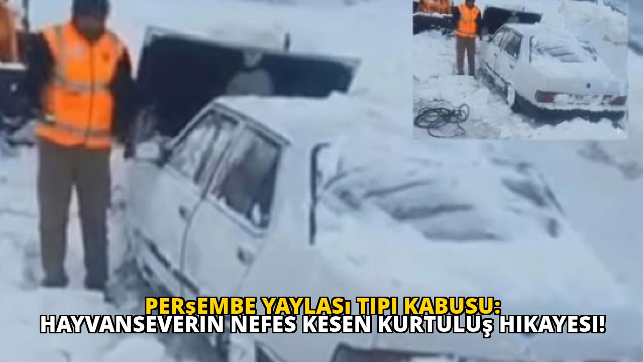 Perşembe Yaylası tipi kabusu: Hayvanseverin nefes kesen kurtuluş hikayesi!