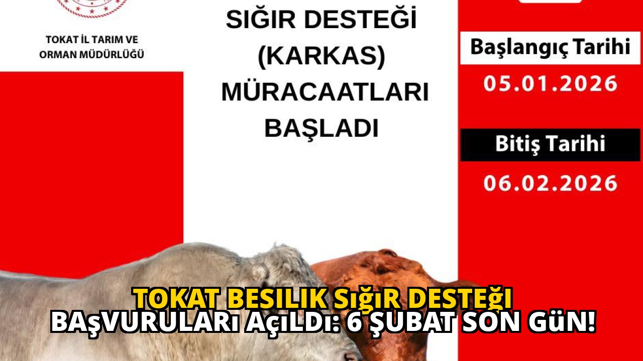 Tokat Besilik Sığır Desteği Başvuruları Açıldı: 6 Şubat Son Gün!