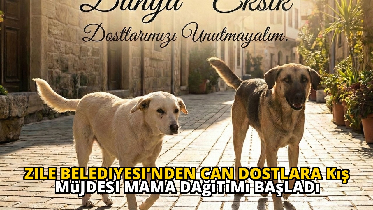 Zile Belediyesi'nden Can Dostlara Kış Müjdesi Mama Dağıtımı Başladı