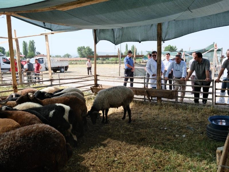 Tokat Turhal Hayvan Pazarı Ne Zaman Açılacak? İşte Son Durum